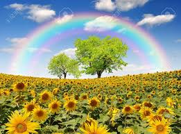 Sunflowers rainbow